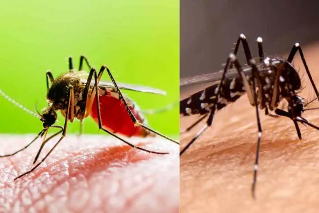 Zika Virus: Symptoms, Diagnosis, Treatment